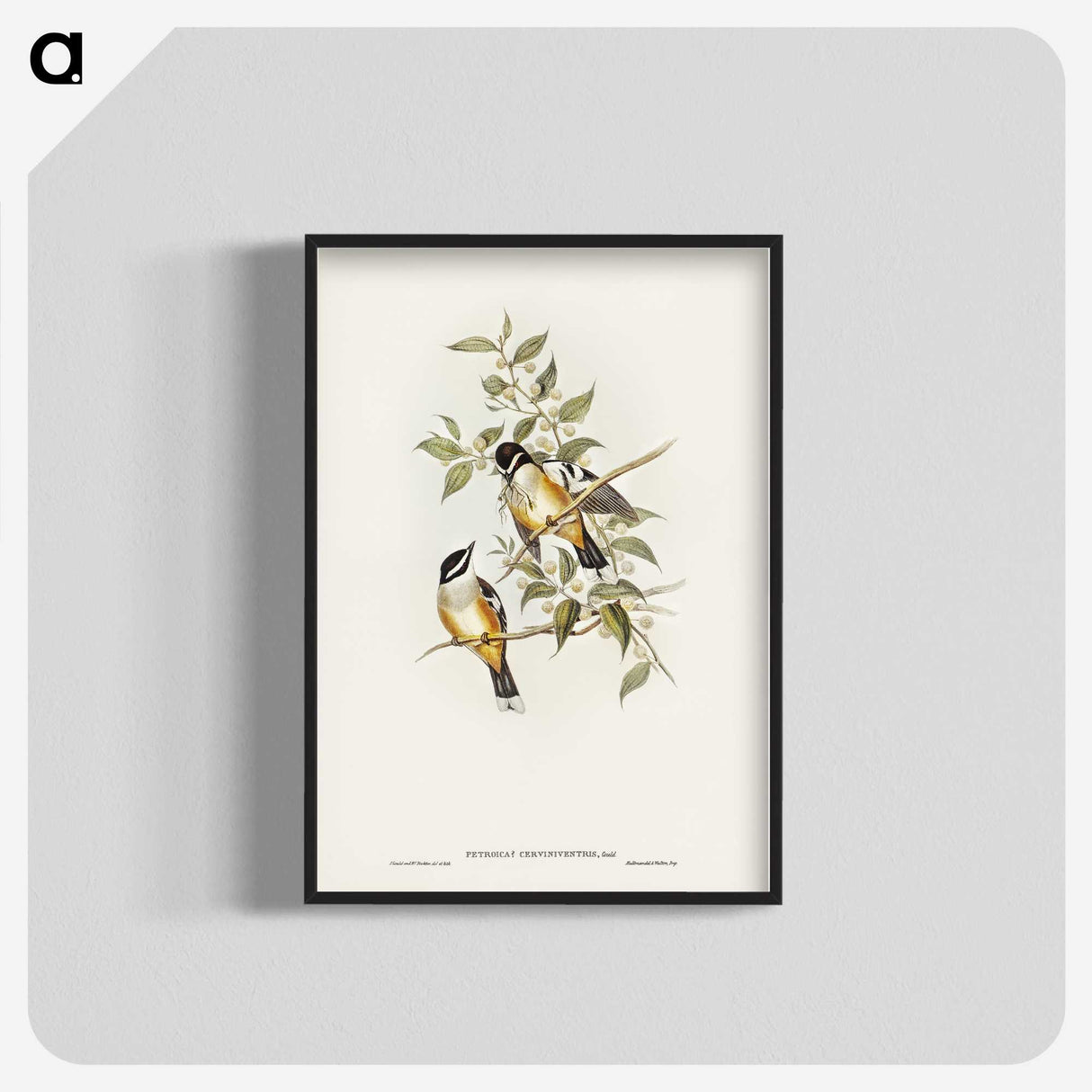 2-65_John-Gould_blk-crop
