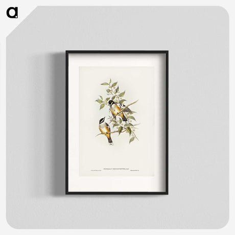 2-65_John-Gould_blk