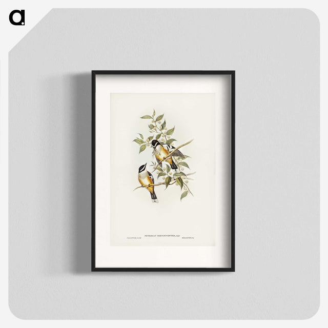 2-65_John-Gould_blk
