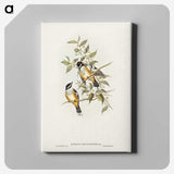 2-65_John-Gould_canvas