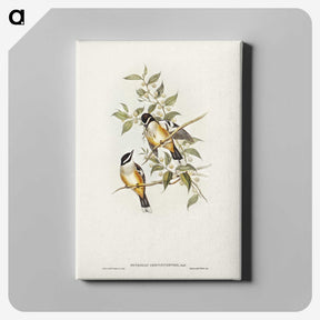 2-65_John-Gould_canvas
