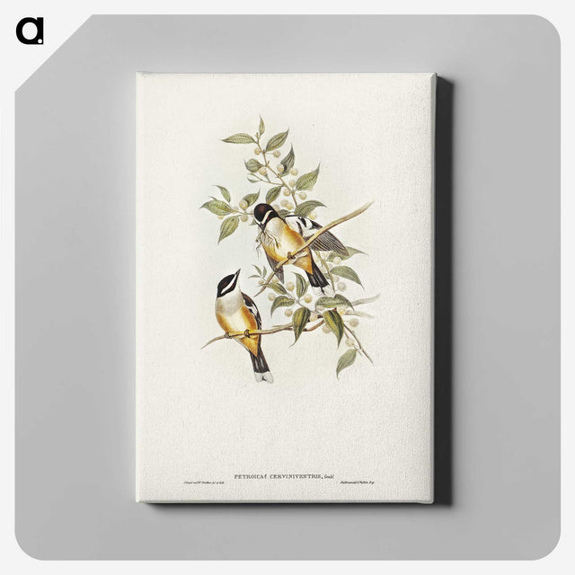2-65_John-Gould_canvas