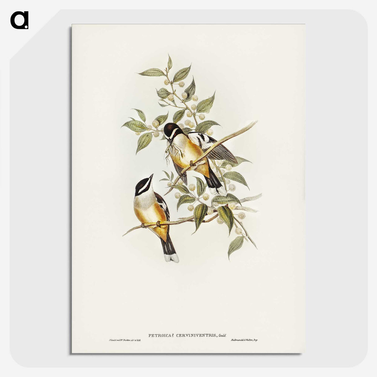 2-65_John-Gould_picture-crop