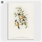 2-65_John-Gould_picture-crop