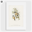 2-65_John-Gould_picture