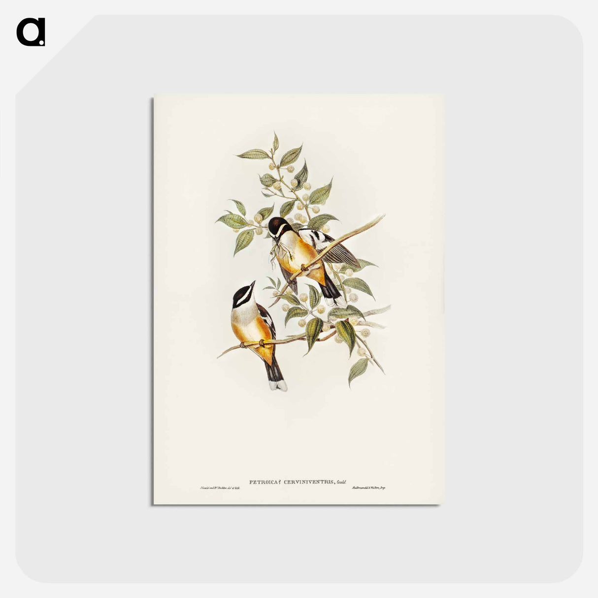 アートポストカード-Buff-sided Robin
 - ジョン グールド Postcard.