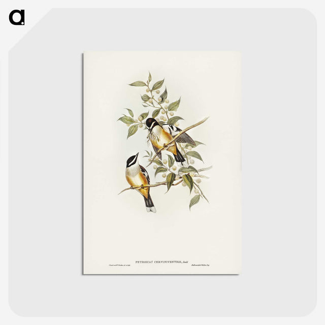 2-65_John-Gould_postcard