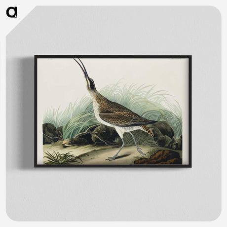 2-65_John-James-Audubon_blk-crop