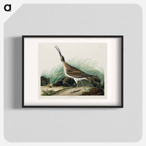 アートポスター-Hudsonian Curlew
 - ジョン ジェームス オーデュボン Poster.