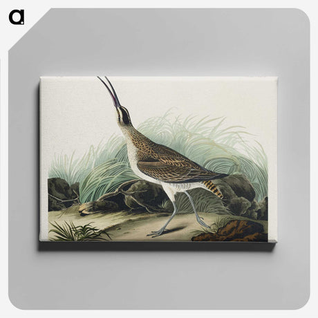 2-65_John-James-Audubon_canvas