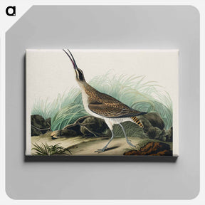 アートパネル-Hudsonian Curlew
 - ジョン ジェームス オーデュボン Canvas.