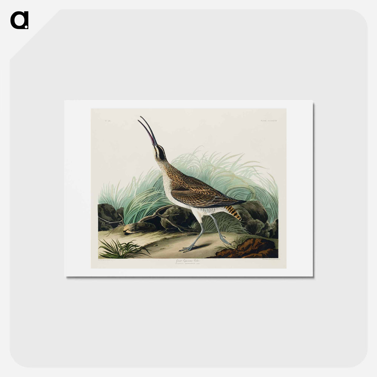アートポストカード-Hudsonian Curlew
 - ジョン ジェームス オーデュボン Postcard.