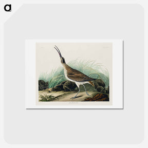 アートポストカード-Hudsonian Curlew
 - ジョン ジェームス オーデュボン Postcard.