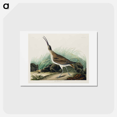 アートポストカード-Hudsonian Curlew
 - ジョン ジェームス オーデュボン Postcard.