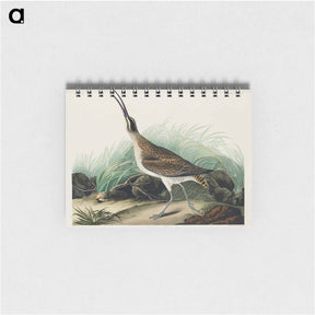 アートメモ帳-Hudsonian Curlew
 - ジョン ジェームス オーデュボン Memo.