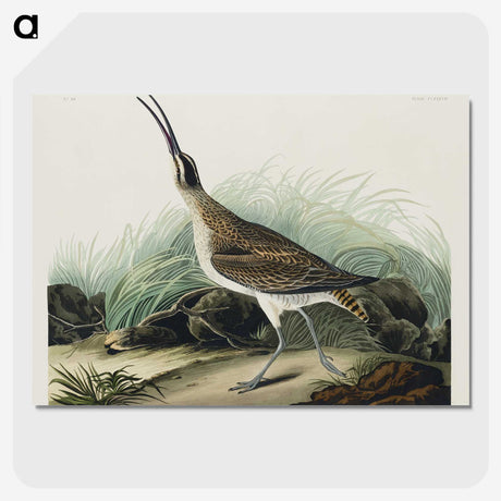 2-65_John-James-Audubon_picture-crop