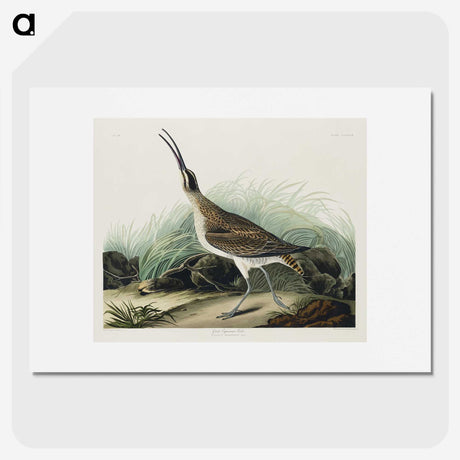 2-65_John-James-Audubon_picture