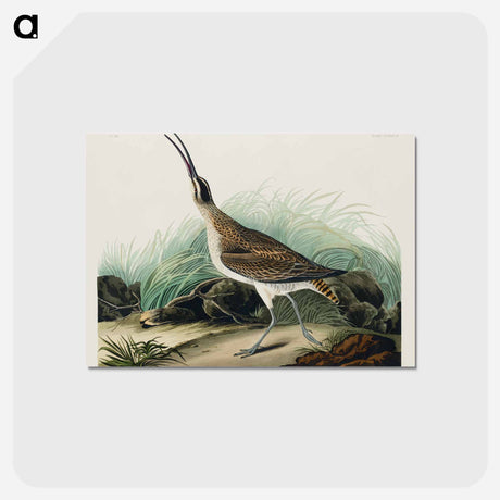 アートポストカード-Hudsonian Curlew
 - ジョン ジェームス オーデュボン Postcard.