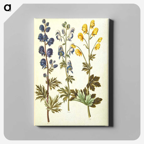 2-65_Maria-Sibylla-Merian_canvas