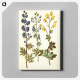 アートパネル-Aconitum
 - マリア ジビーラ メーリアン Canvas.