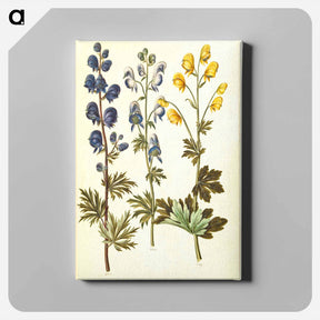 アートパネル-Aconitum
 - マリア ジビーラ メーリアン Canvas.