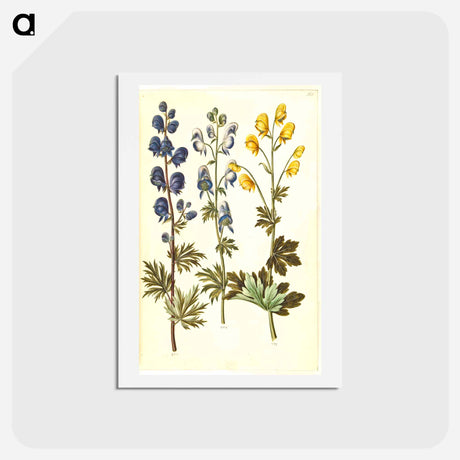 アートポストカード-Aconitum
 - マリア ジビーラ メーリアン Postcard.