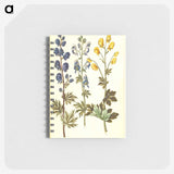 2-65_Maria-Sibylla-Merian_memo