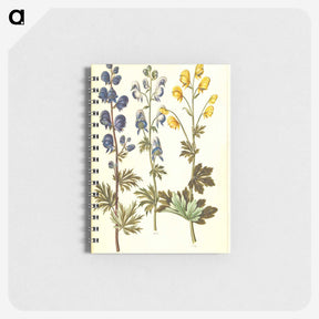 2-65_Maria-Sibylla-Merian_memo