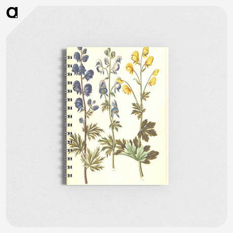 2-65_Maria-Sibylla-Merian_memo