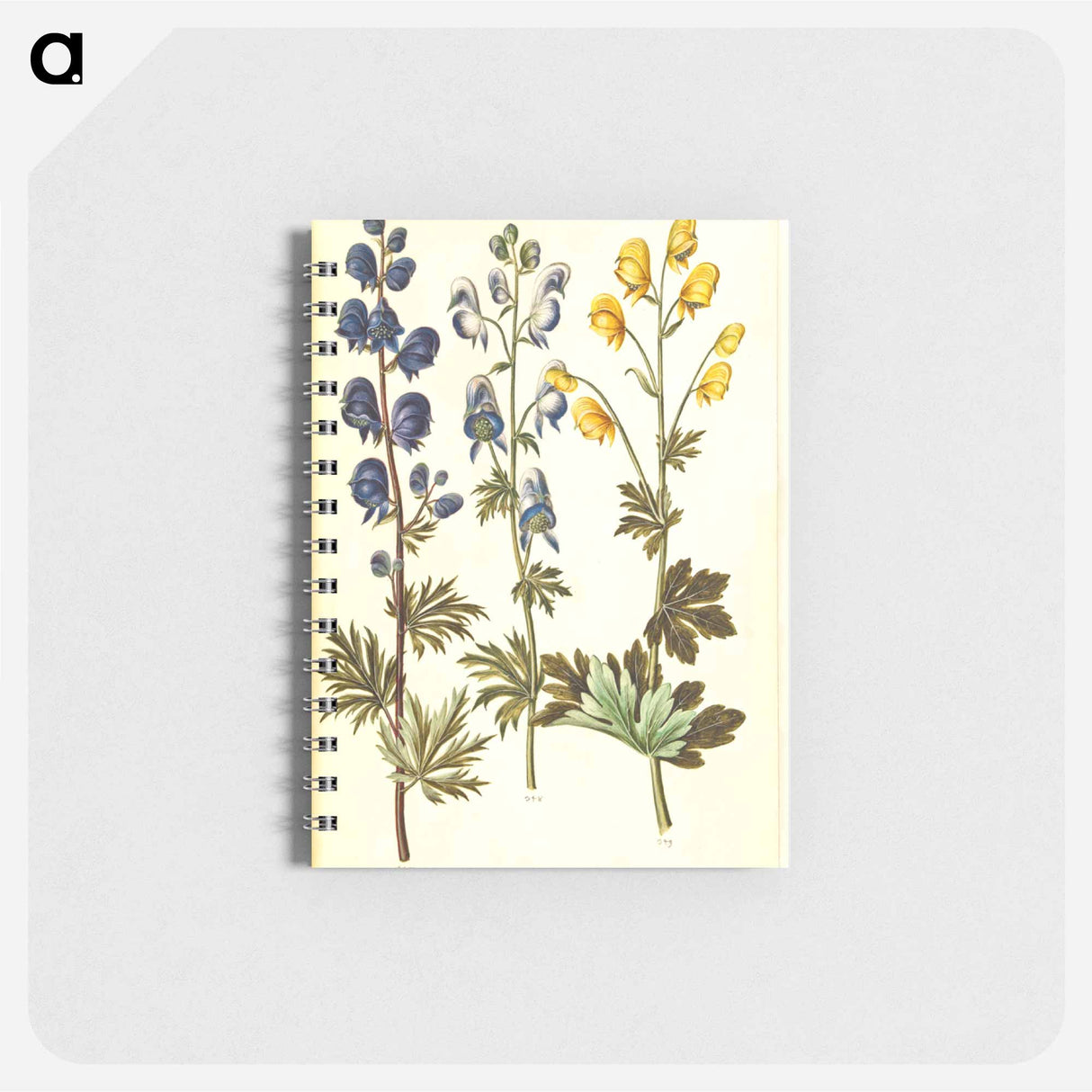 アートメモ帳-Aconitum
 - マリア ジビーラ メーリアン Memo.