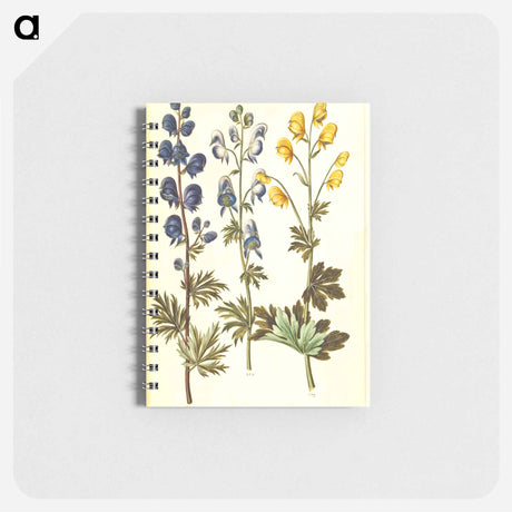 アートメモ帳-Aconitum
 - マリア ジビーラ メーリアン Memo.