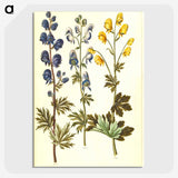 2-65_Maria-Sibylla-Merian_picture-crop
