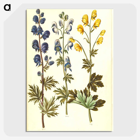 2-65_Maria-Sibylla-Merian_picture-crop
