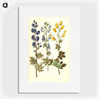 2-65_Maria-Sibylla-Merian_picture