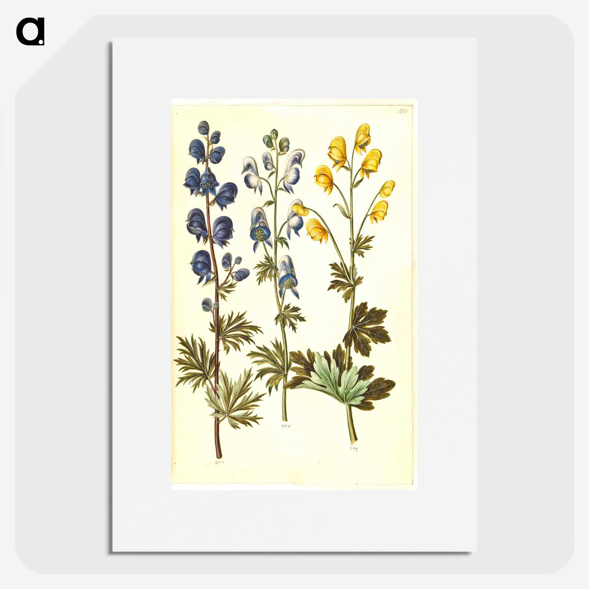 2-65_Maria-Sibylla-Merian_picture