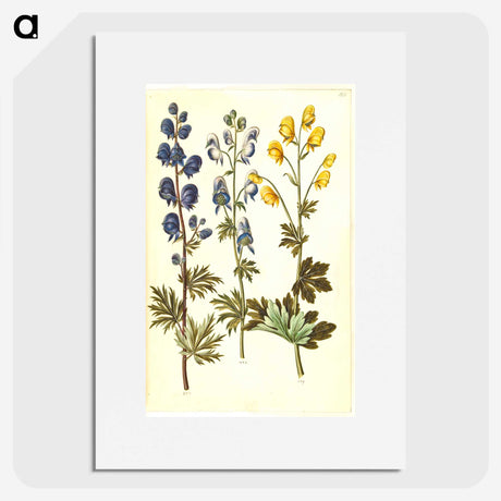 2-65_Maria-Sibylla-Merian_picture