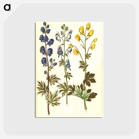 アートポストカード-Aconitum
 - マリア ジビーラ メーリアン Postcard.