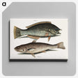 2-65_Mark-Catesby_canvas