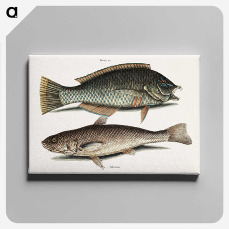 2-65_Mark-Catesby_canvas