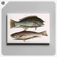アートパネル-Puddingwife and Carolina Whiting
 - マーク ケイツビー Canvas.