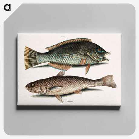 アートパネル-Puddingwife and Carolina Whiting
 - マーク ケイツビー Canvas.