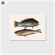アートポストカード-Puddingwife and Carolina Whiting
 - マーク ケイツビー Postcard.