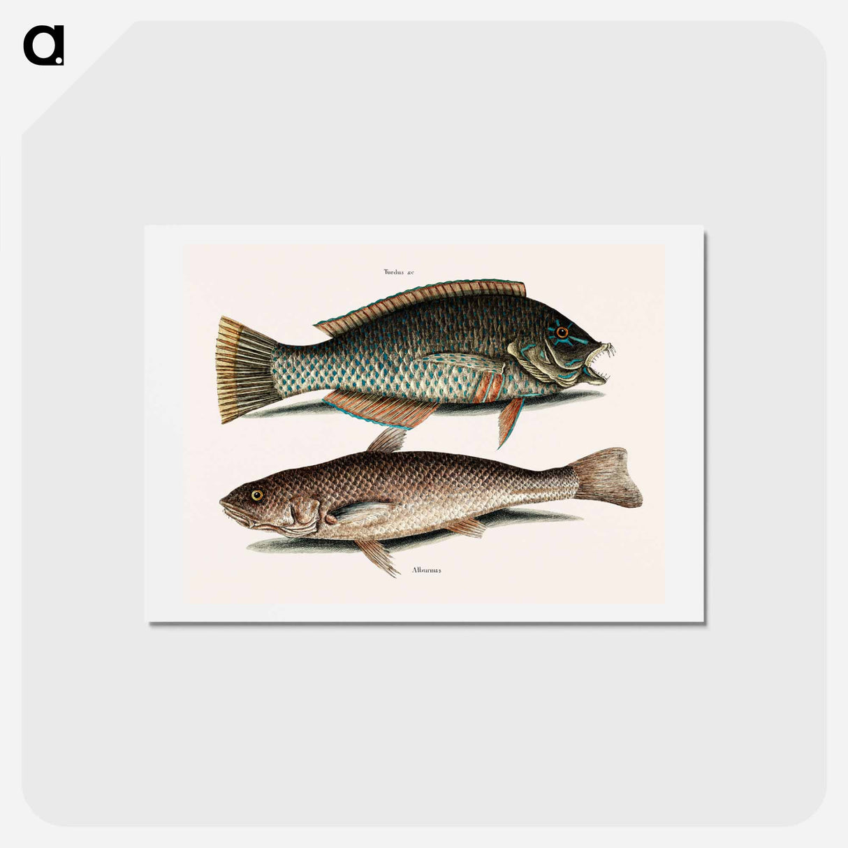 アートポストカード-Puddingwife and Carolina Whiting
 - マーク ケイツビー Postcard.