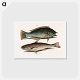 アートポストカード-Puddingwife and Carolina Whiting
 - マーク ケイツビー Postcard.