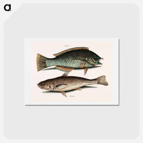 アートポストカード-Puddingwife and Carolina Whiting
 - マーク ケイツビー Postcard.