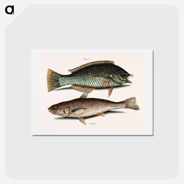 アートポストカード-Puddingwife and Carolina Whiting
 - マーク ケイツビー Postcard.