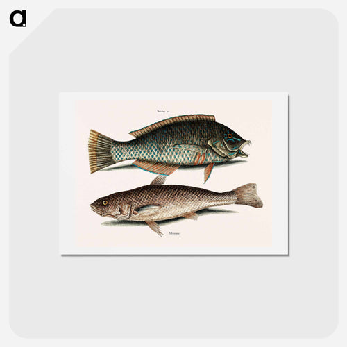 Puddingwife and Carolina Whiting
 - Mark Catesby Postcard.