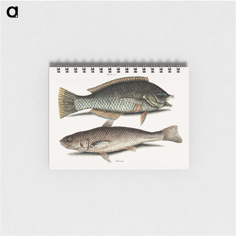2-65_Mark-Catesby_memo