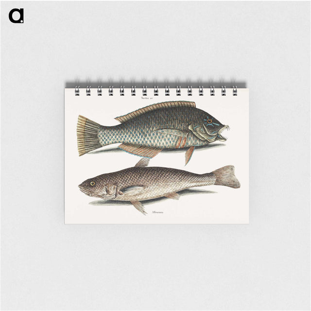 2-65_Mark-Catesby_memo