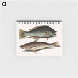 アートメモ帳-Puddingwife and Carolina Whiting
 - マーク ケイツビー Memo.